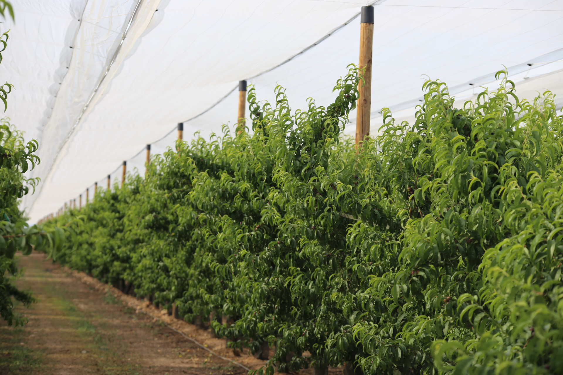 Estructura de madera para frutal · Lleida